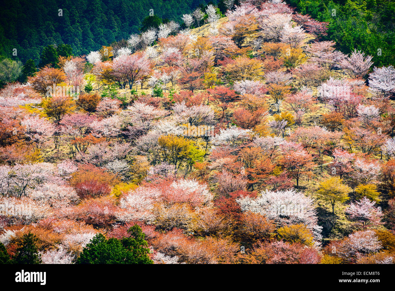 Yoshinoyama, Nara, Japan spring landscape. Stock Photo