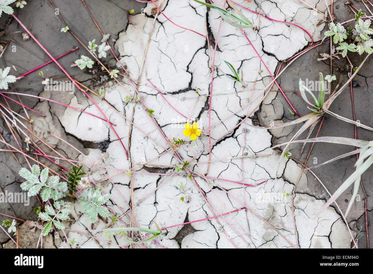 A lone flower among the cracking mud and vining vegetation along the coast of the Cook Inlet at Lake Clark National Park, Alaska Stock Photo