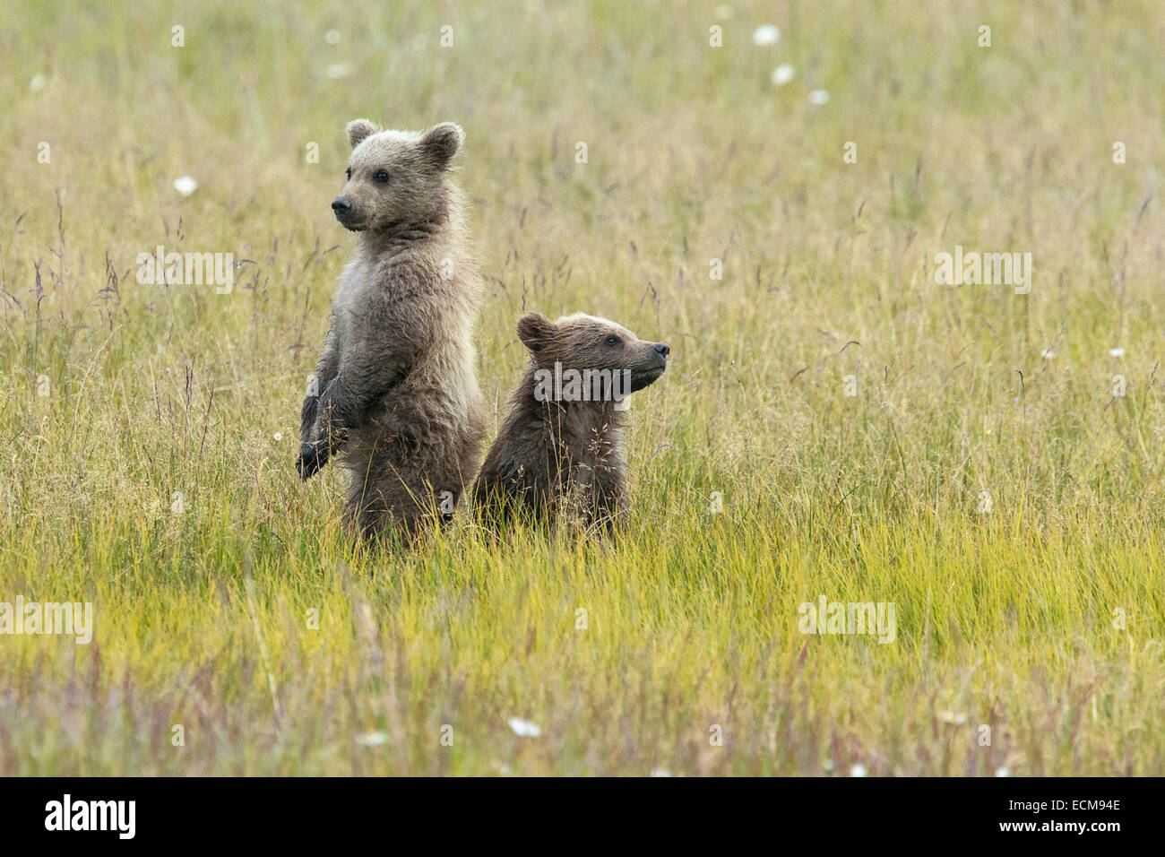 Two Alaskan Brown Bear spring cubs stand on their hind limbs and look out over the tall grasses at Lake Clark National Park. Stock Photo