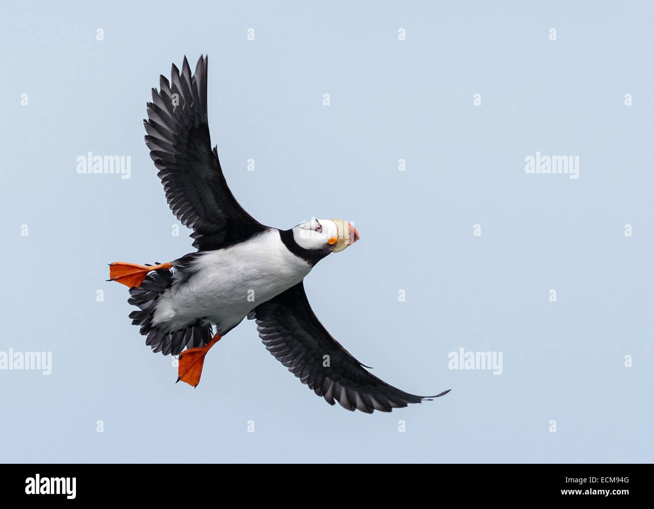 Horned Puffin in flight along the Cook Inlet at Duck Island near Lake ...