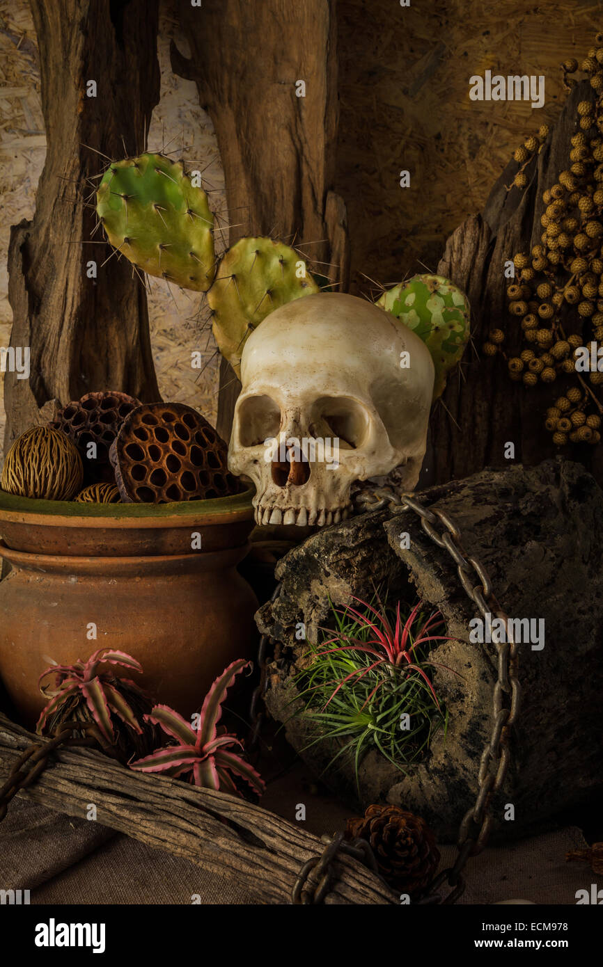 Still life with a human skull with desert plants, cactus, timber and chain. Stock Photo