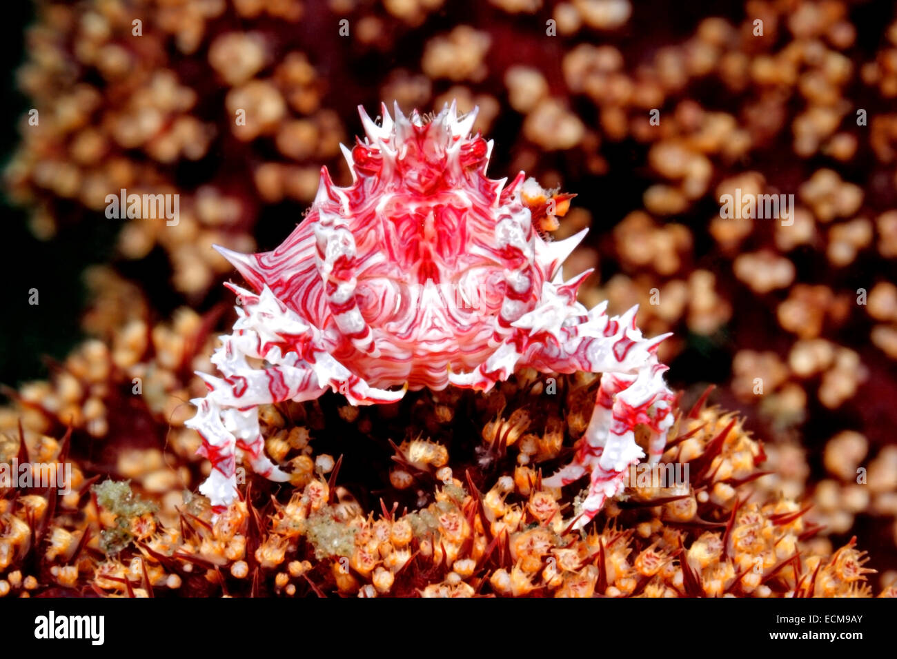 Soft Coral Crab or Candy Crab, Hoplophrys oatesii.Tulamben, Bali ...