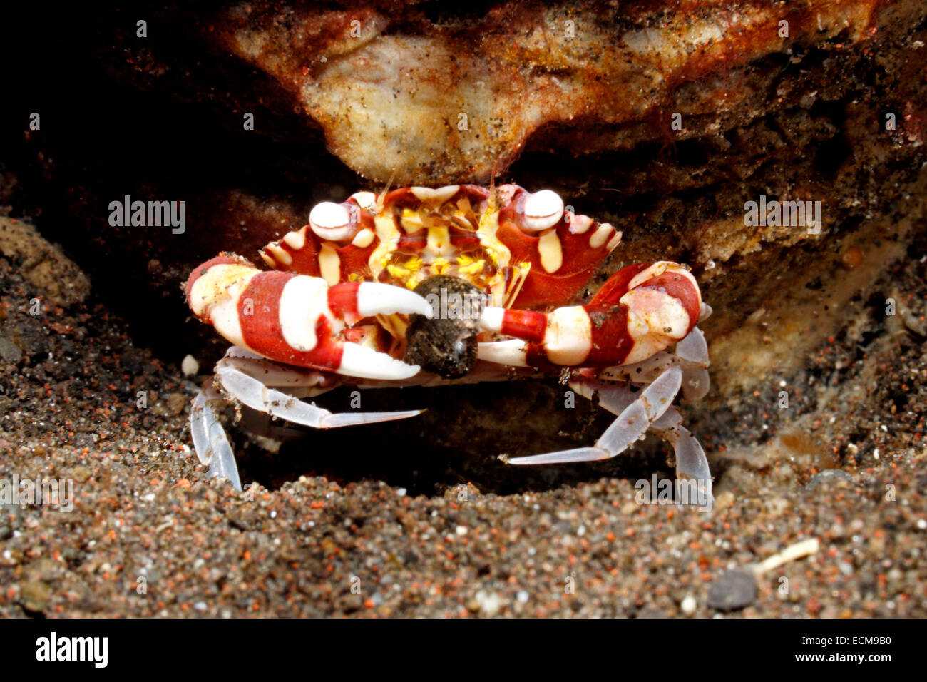 Red and White Harlequin Crab, Lissocarcinus laevis, in front of tube anemone. This crab has a small mollusk held in its claws. Stock Photo