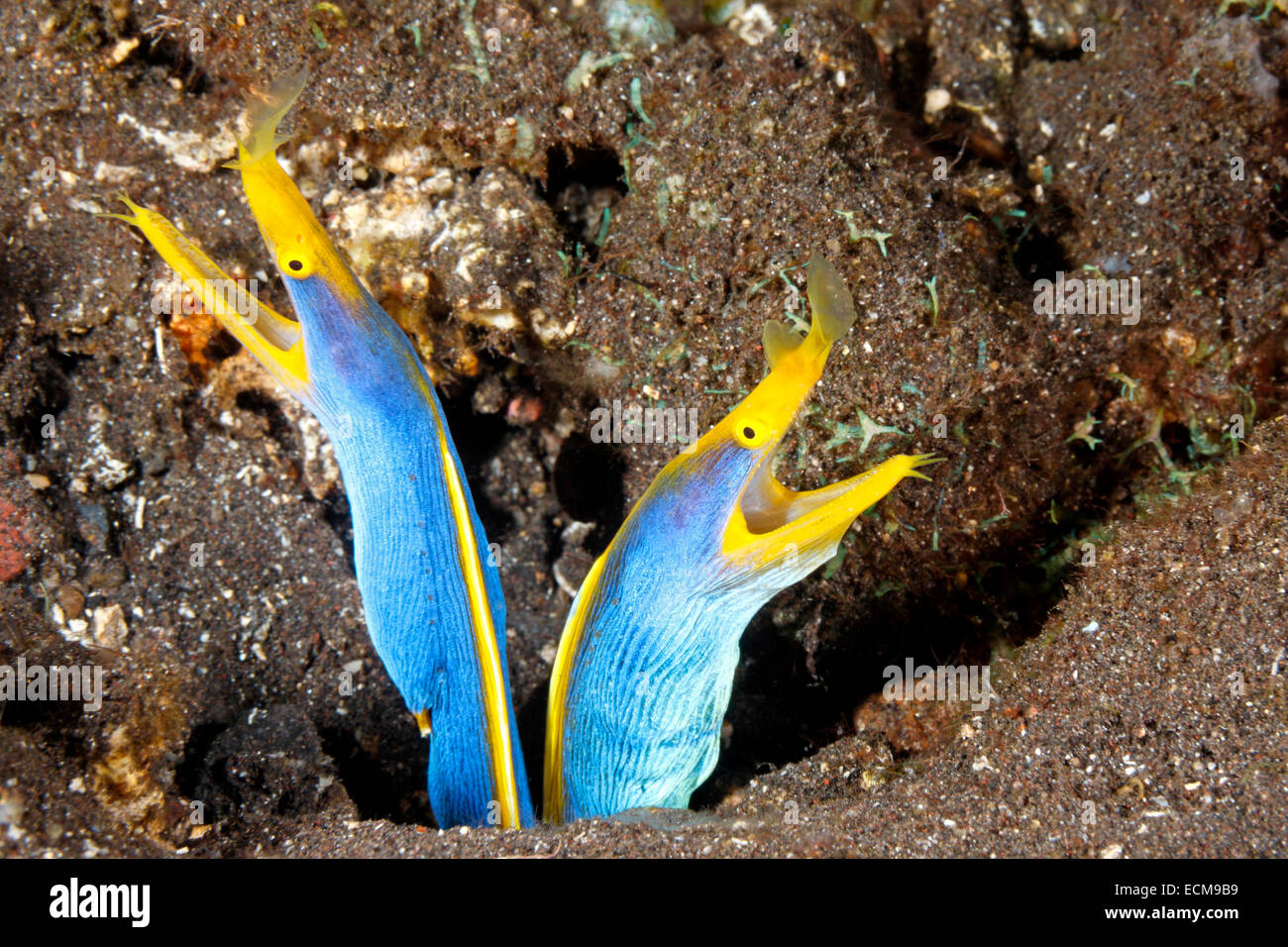Two Blue Ribbon Eels, Rhinomuraena quaesita, sharing the same burrow. Tulamben, Bali, Indonesia. Bali Sea, Indian Ocean Stock Photo