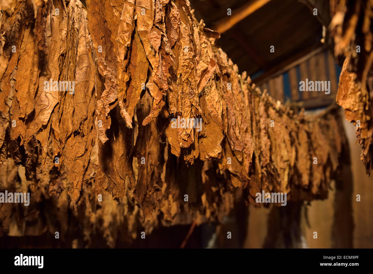 Tobacco leaves for making cigars hanging to dry in a cure house Puerto Plata Dominican Republic Stock Photo
