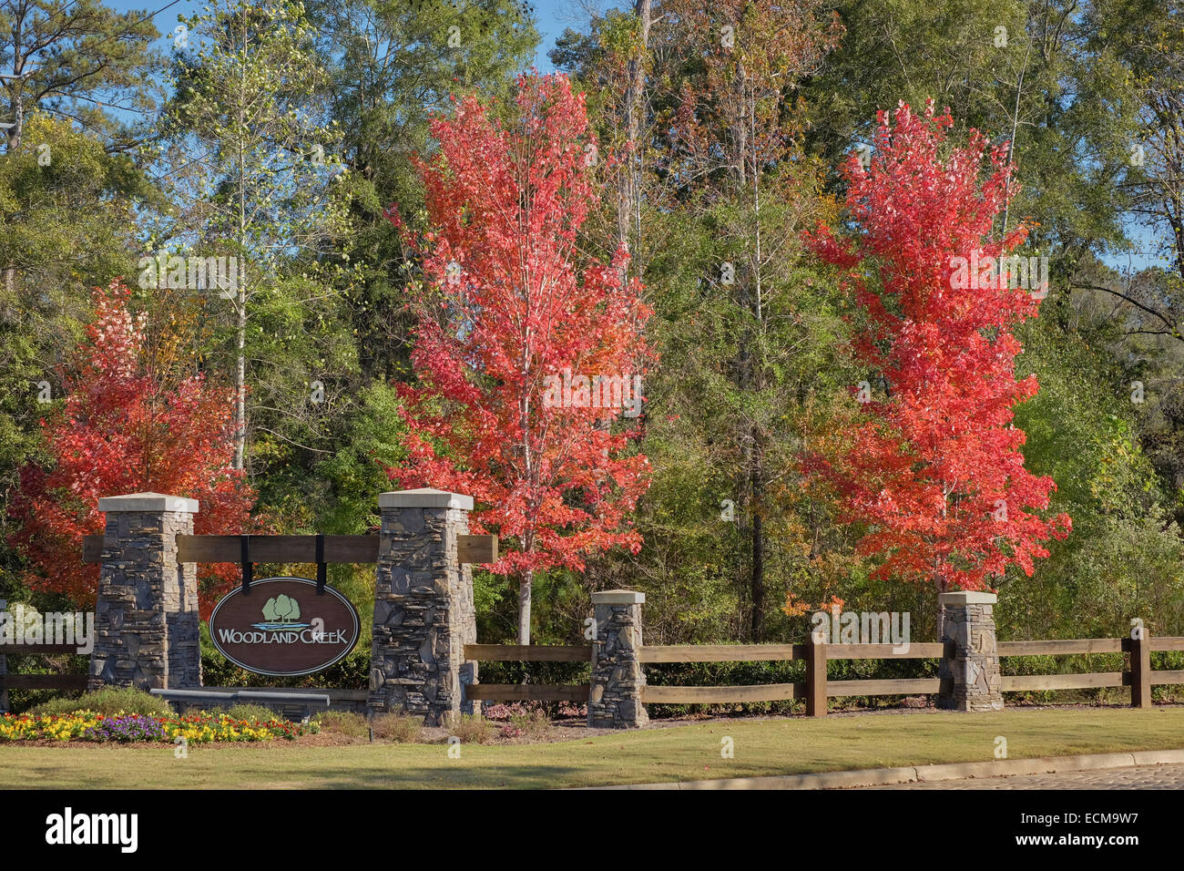 Acer rubrum maple trees at entrance to Woodland Creek subdivision, a suburban housing estate, in