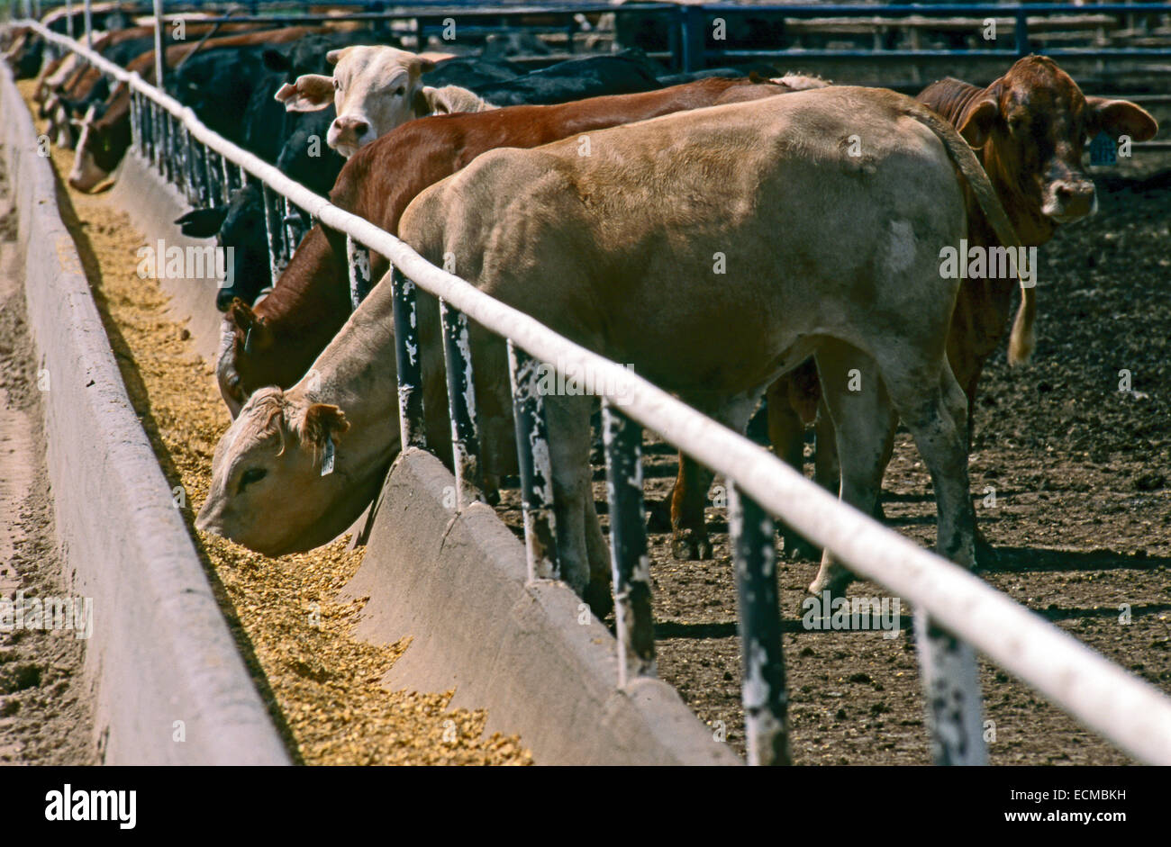 Beef cattle eating grain and supplements in a Garden City, Kansas feedlot. Stock Photo