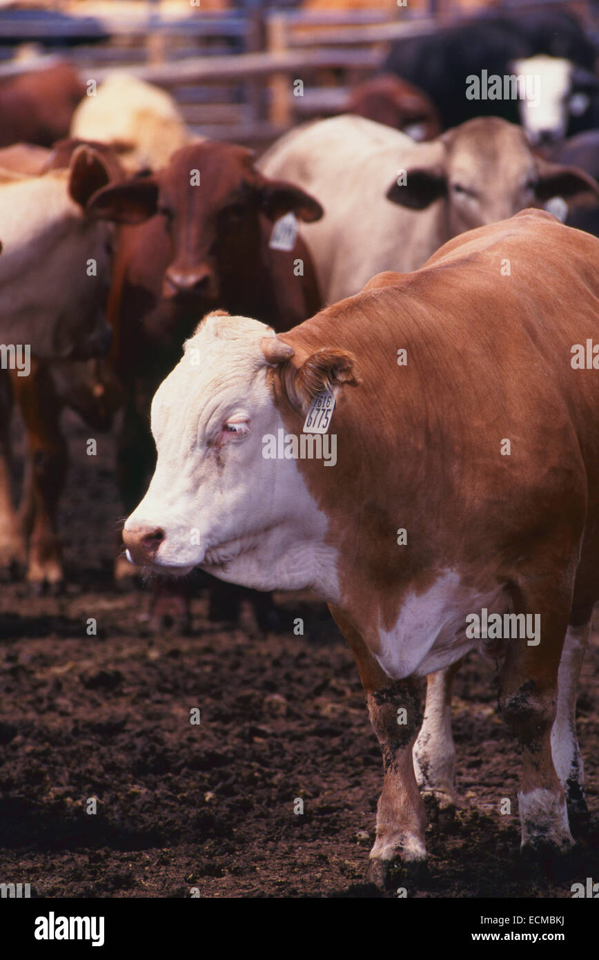 Beef cattle eating grain and supplements in a Garden City, Kansas feedlot. Stock Photo