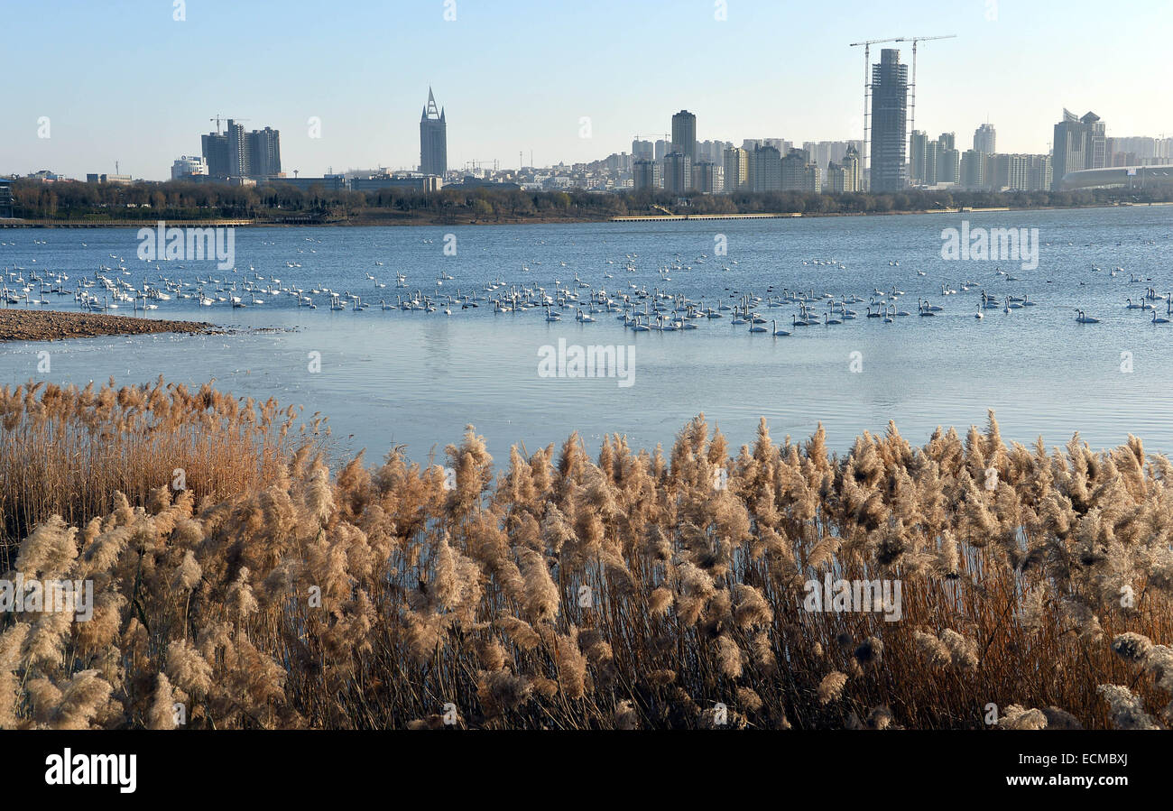 Sanmenxia, China's Henan Province. 16th Dec, 2014. Whooper swans are seen at a wetland in Sanmenxia City, central China's Henan Province, Dec. 16, 2014. © Fan Changguo/Xinhua/Alamy Live News Stock Photo