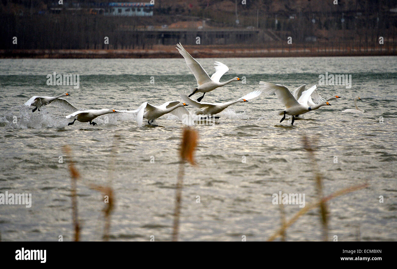 Sanmenxia, China's Henan Province. 15th Dec, 2014. Whooper swans are seen at a wetland in Sanmenxia City, central China's Henan Province, Dec. 15, 2014. © Fan Changguo/Xinhua/Alamy Live News Stock Photo