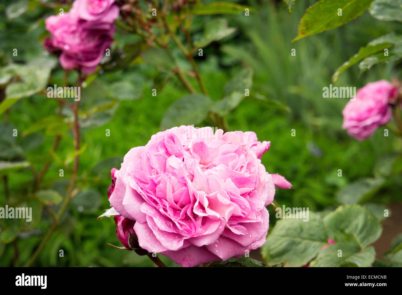 Sissinghurst Castle Garden, rosa Stock Photo