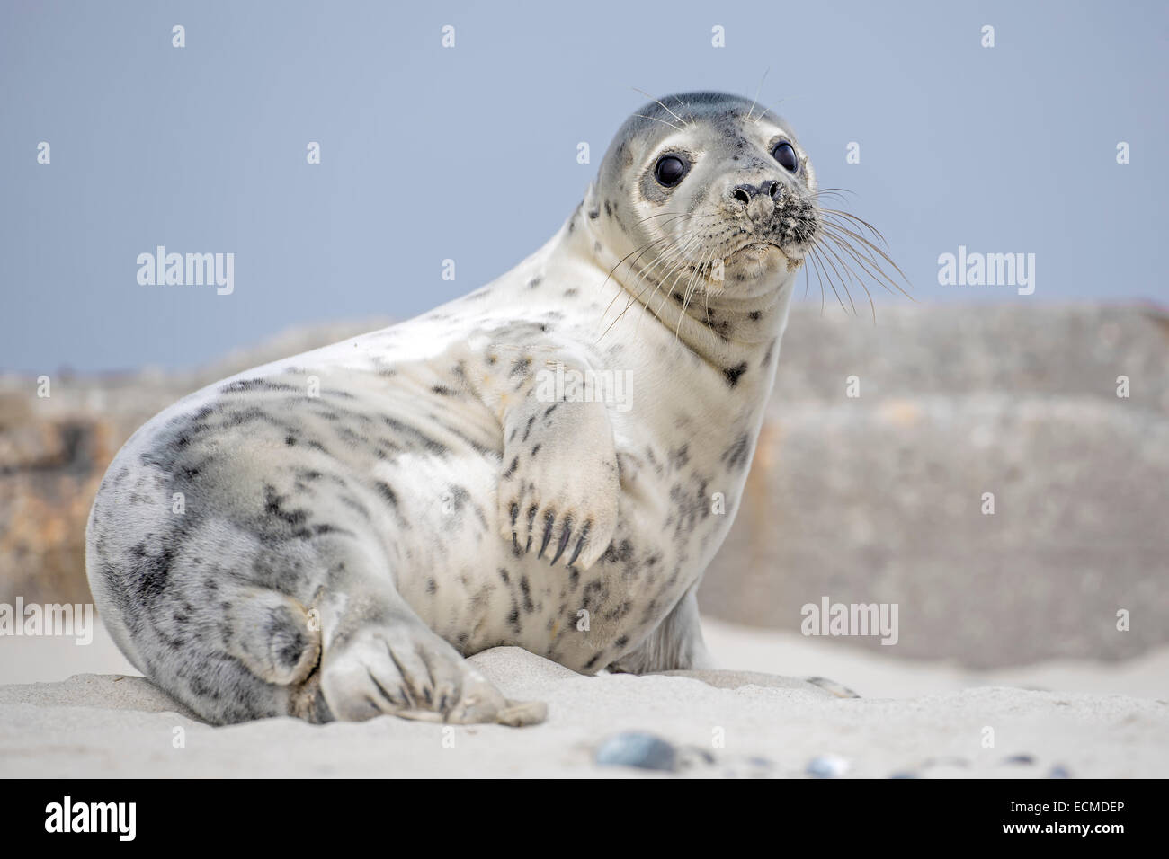 Seal (Phoca vitulina), young, UNESCO World Heritage Site, Heligoland, Schleswig-Holstein, Germany Stock Photo