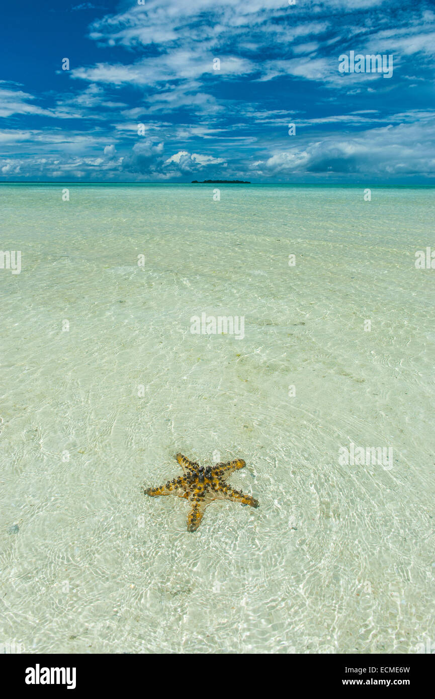 Sea star in the sand, Rock Islands, Palau Stock Photo
