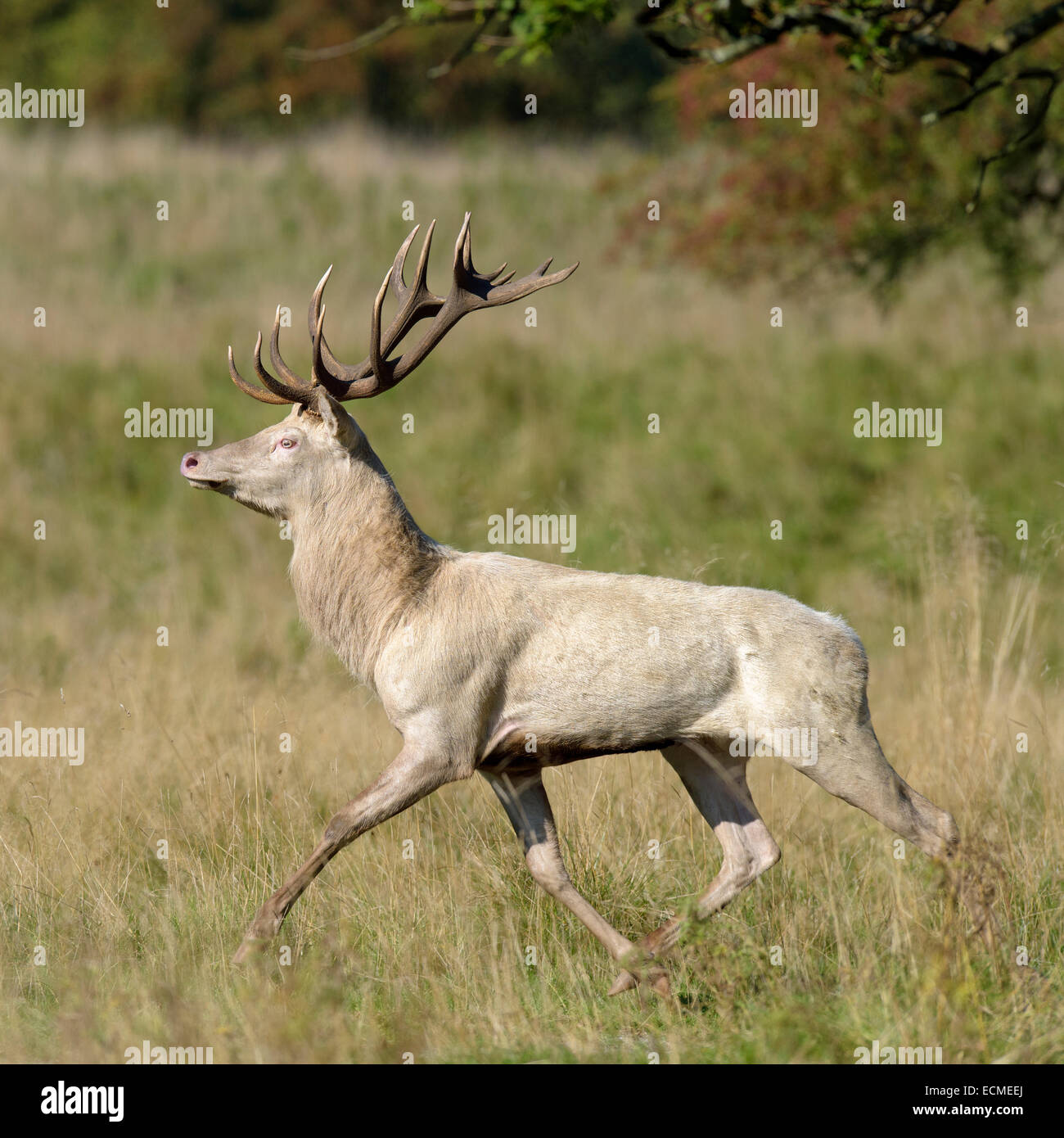 Red Deer (Cervus elaphus), fleeing deer, white morph, Klampenborg, Copenhagen, Denmark Stock Photo