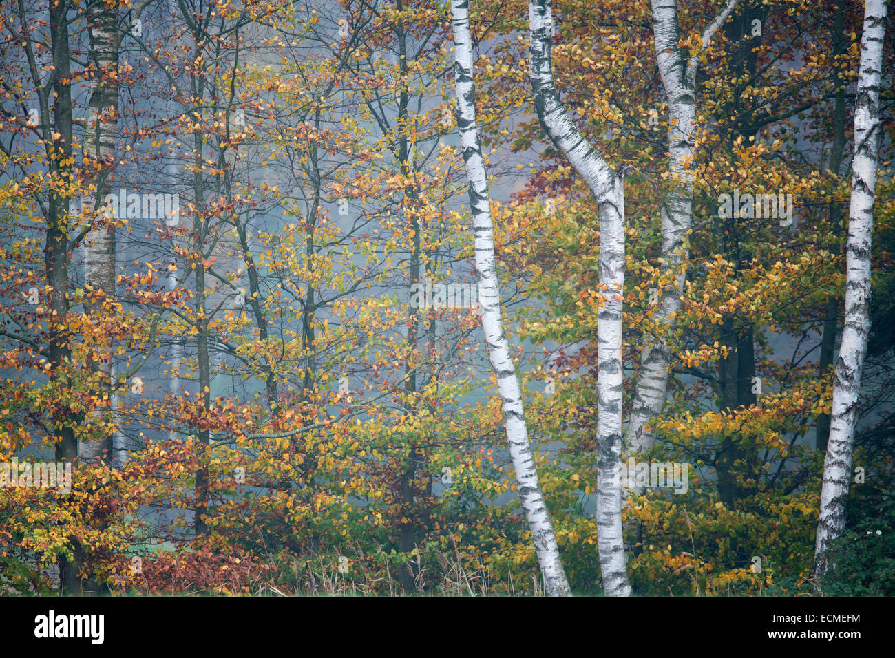 Birch trees (Betula pendula) and Beech trees (Fagus sylvatica) in