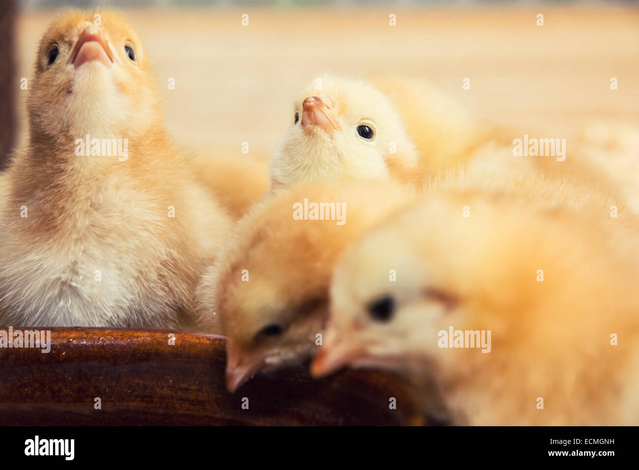 Rearing small chicks. Poultry farming. Agricultural theme Stock Photo