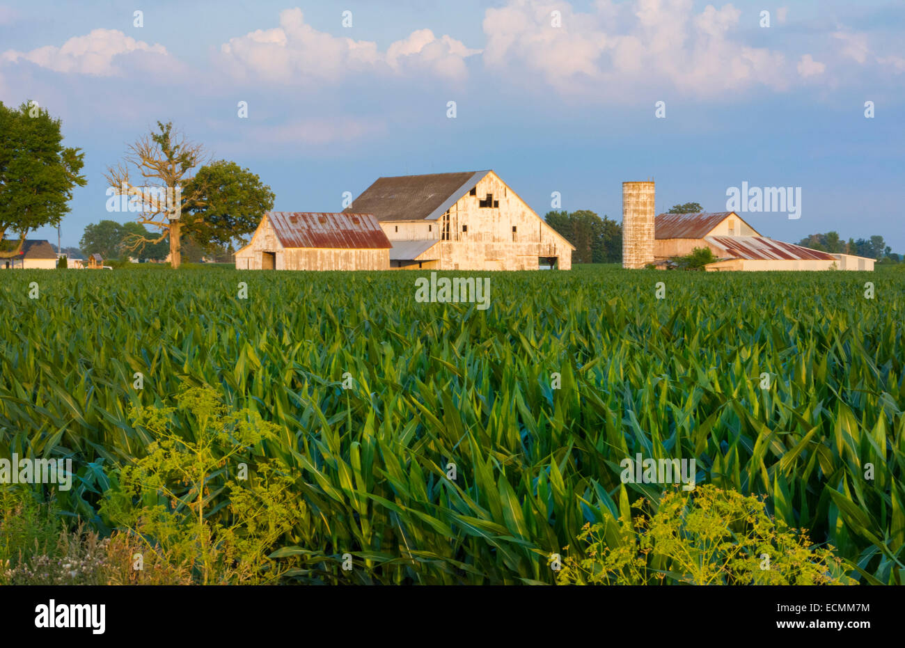Plain City Ohio farm with white barn and corn Midwest farming near