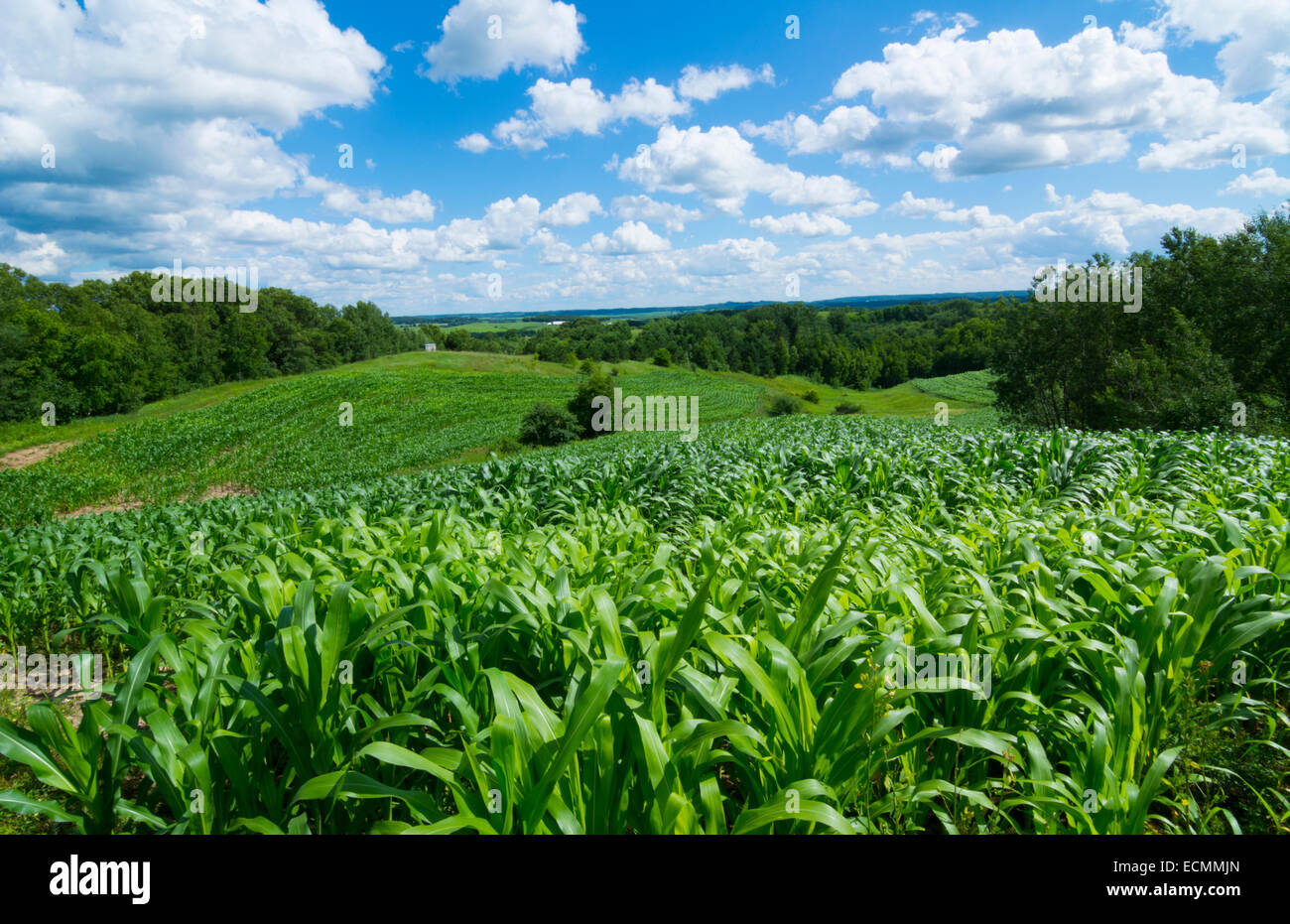 Eau Claire Wisconsin farming corn fields farm in hills of outside the