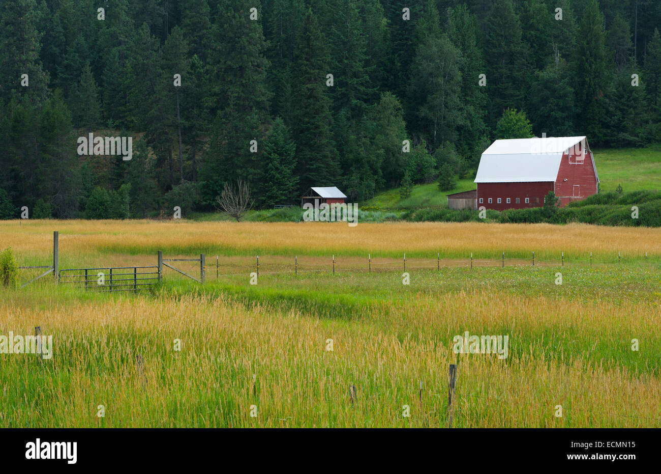 Coeur d' Alene Idaho farm with red barn in peaceful setting of farming