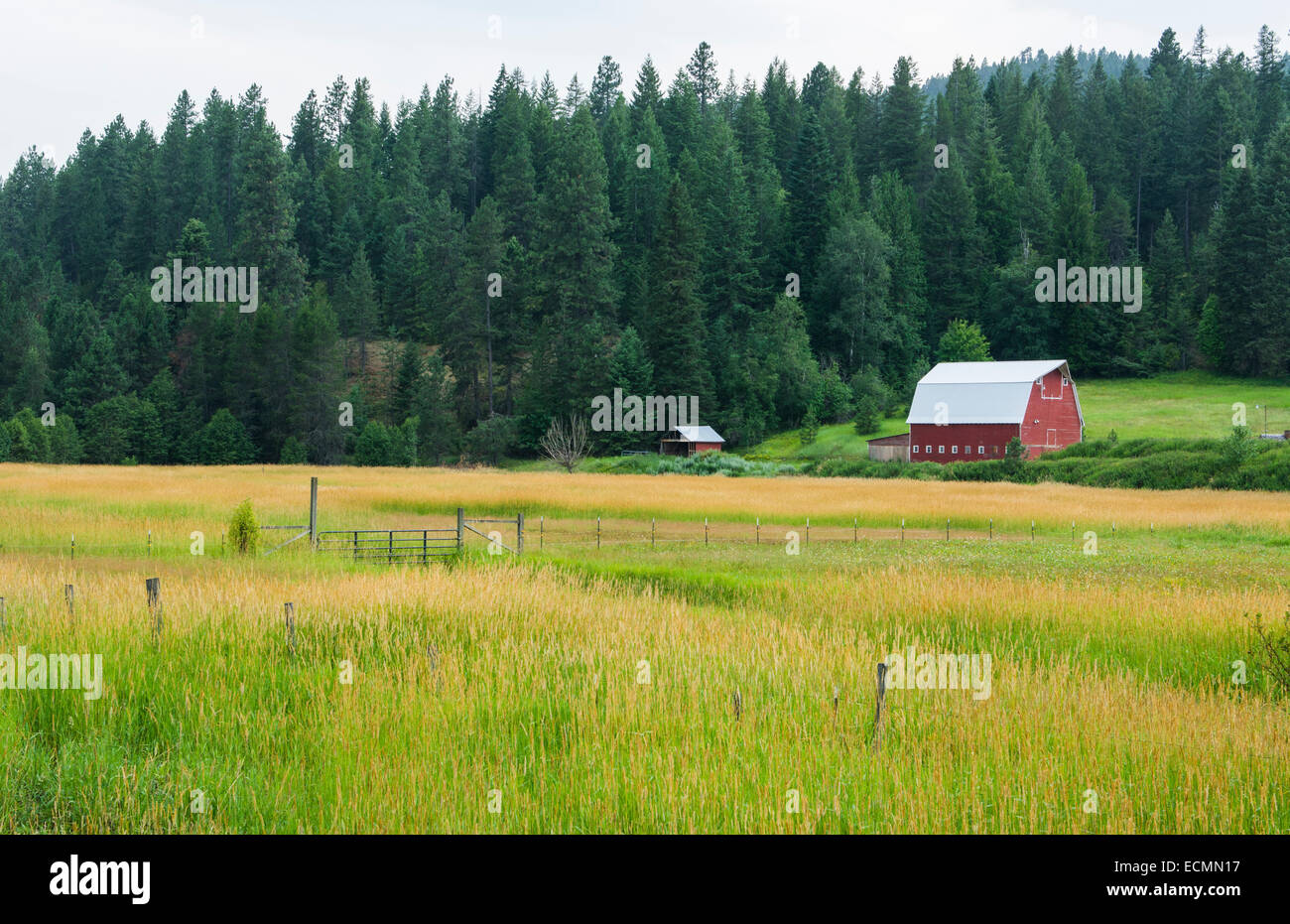 Coeur d' Alene Idaho farm with red barn in peaceful setting of farming