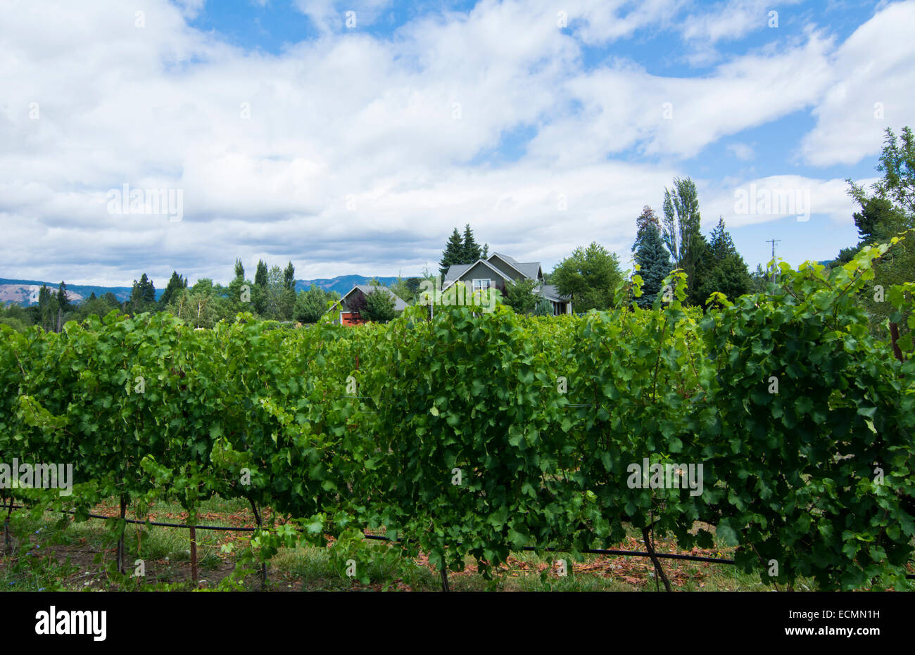 Hood River Oregon winery called Cathedral Ridge Winery with grapes and