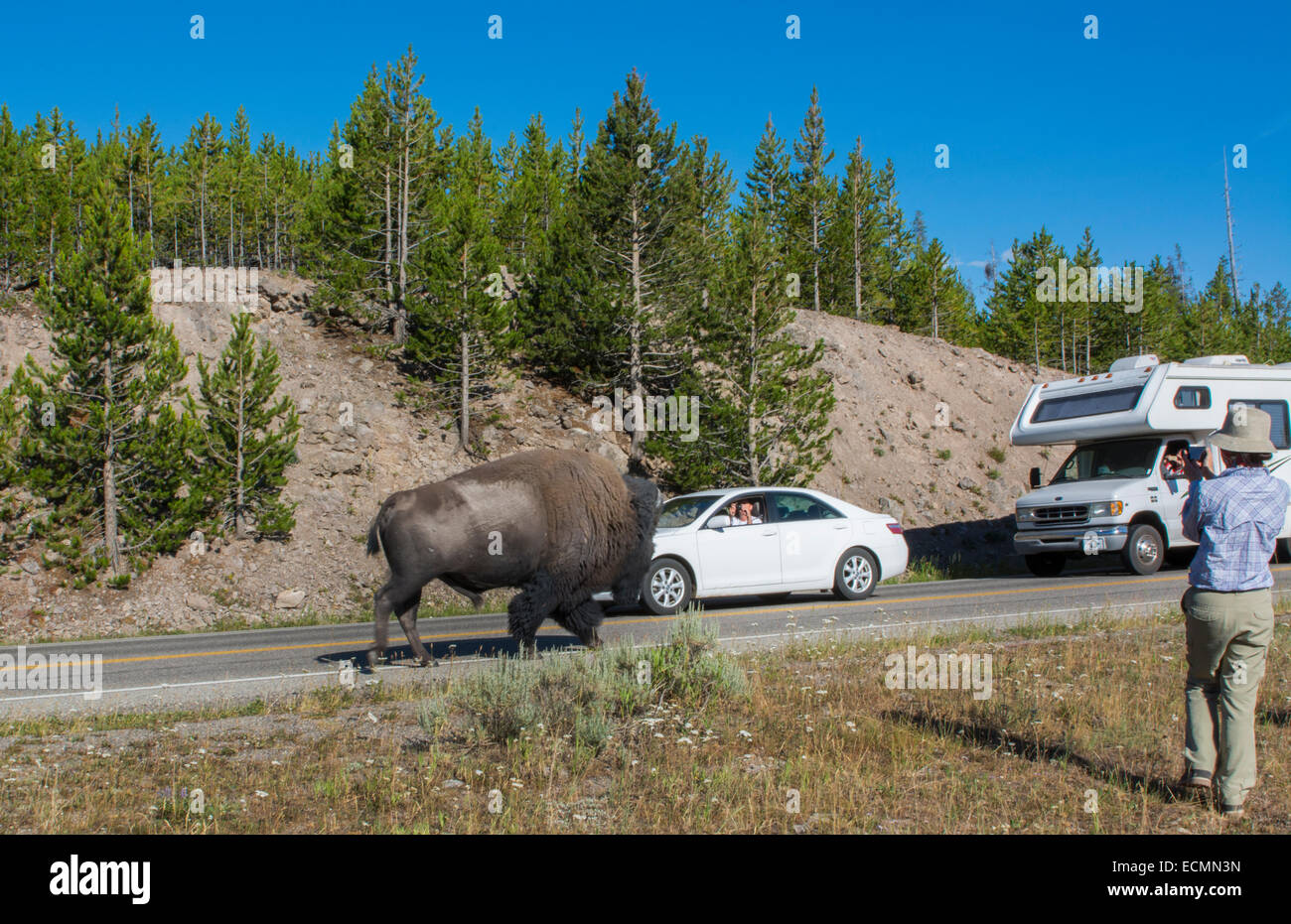 Yellowstone National Park Wyoming with tourists shooting large bison walking on road with cars