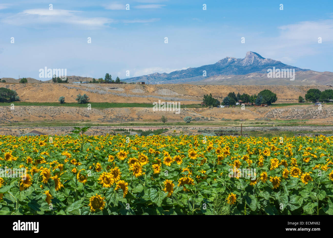 Cody Wyoming sunflower fields outside city with scenic mountains in background Stock Photo