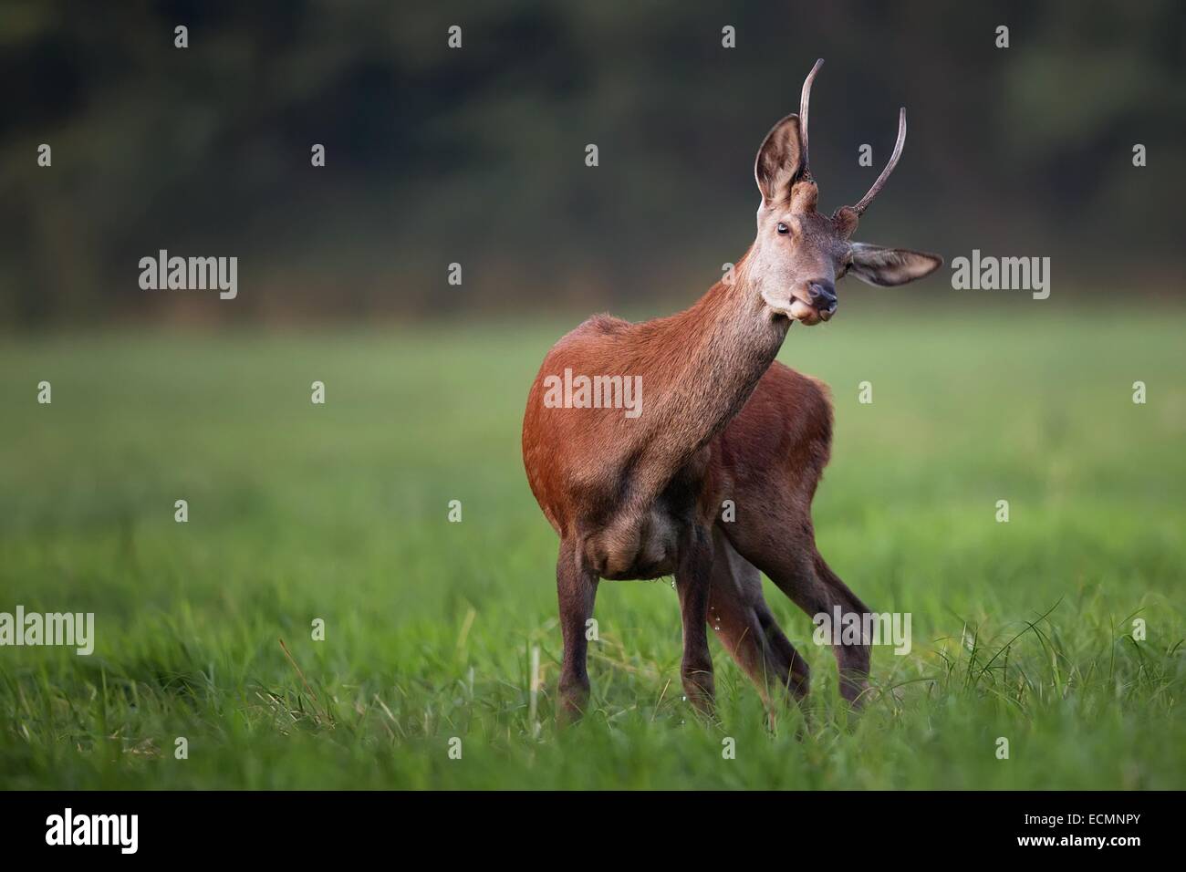Red deer on the move in the wild Stock Photo