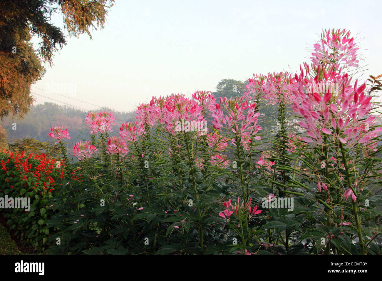 Dhaka 16 December 2014. Cleome hassleriana 'Colour Fountain Mixed' flower. Stock Photo