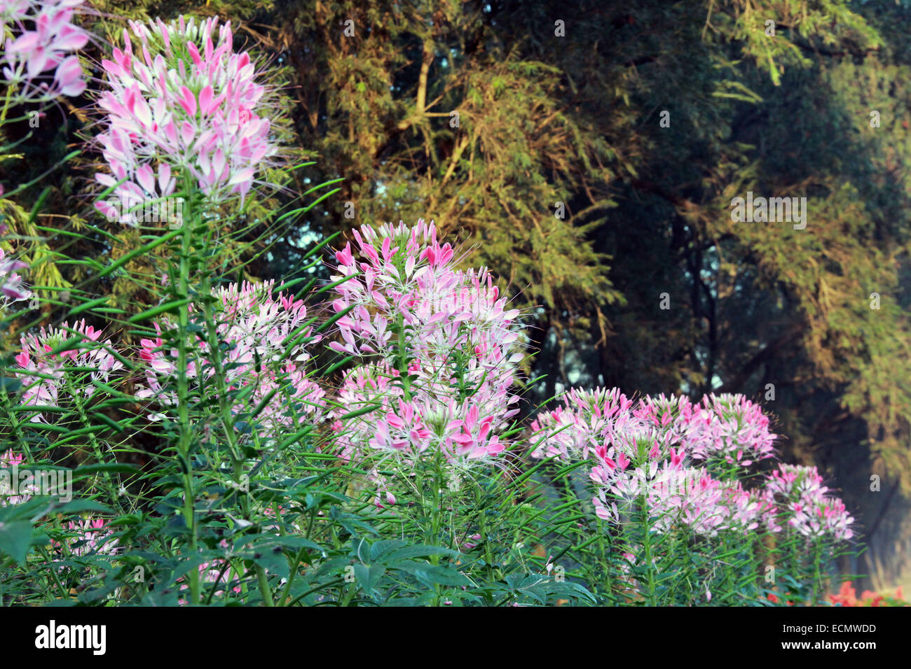 Dhaka 16 December 2014. Cleome hassleriana 'Colour Fountain Mixed' flower. Stock Photo