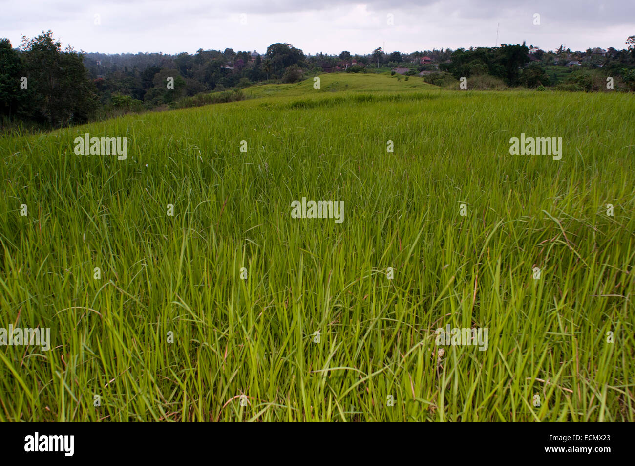 Rice fields terraces that accompany the walk Campuan crest. Ubud. Bali. On the Campuan ridge walk in Ubud, Bali, beautiful green rice terraces and coconut palm trees dot the Campuan River. Stock Photo