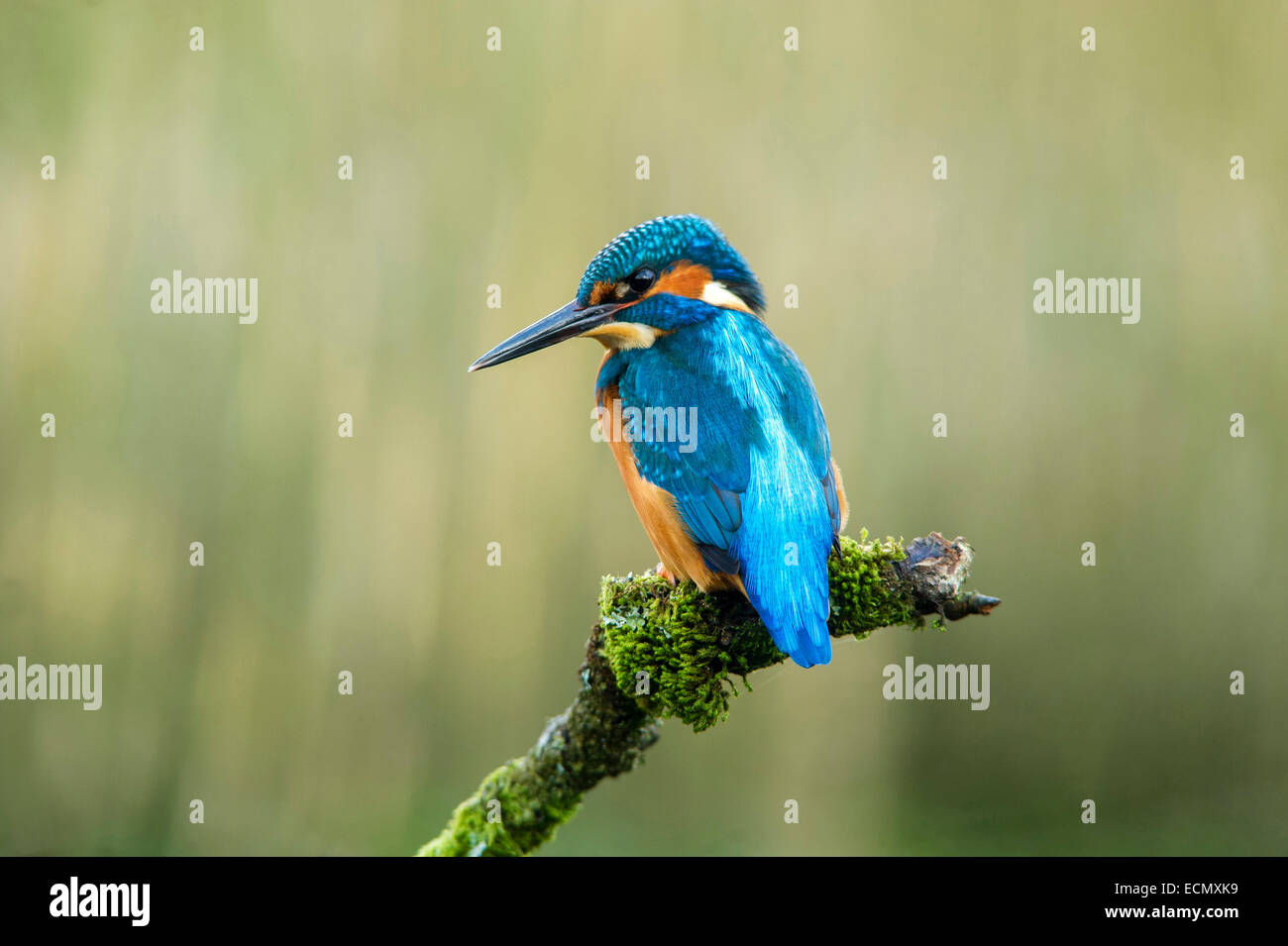 Kingfisher - Alcedo atthis. Male bird on branch Stock Photo