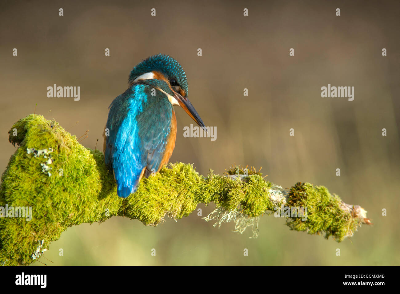 Kingfisher - Alcedo atthis. Female bird on moss covered branch Stock Photo