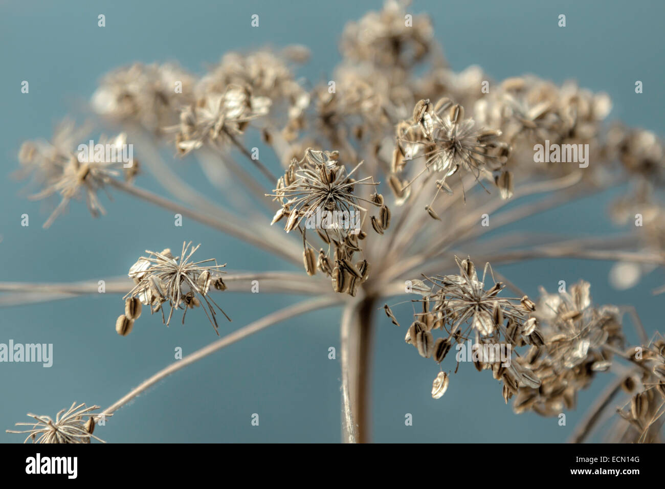Macro of the last stages of Anthriscus sylvestris known as Cow Parsley, against a soft blue unfocused background. Stock Photo
