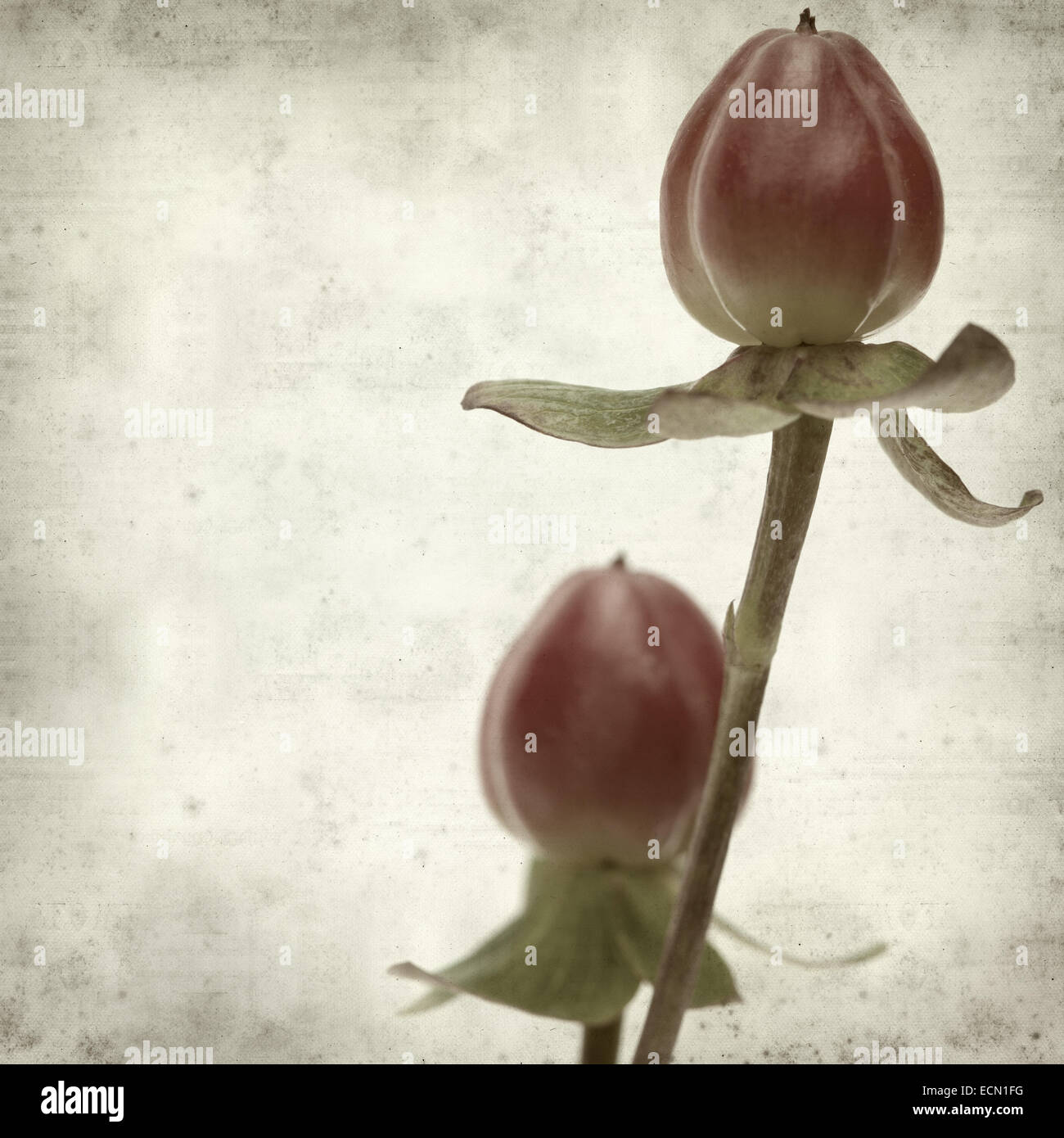 textured old paper background with hypericum Stock Photo - Alamy