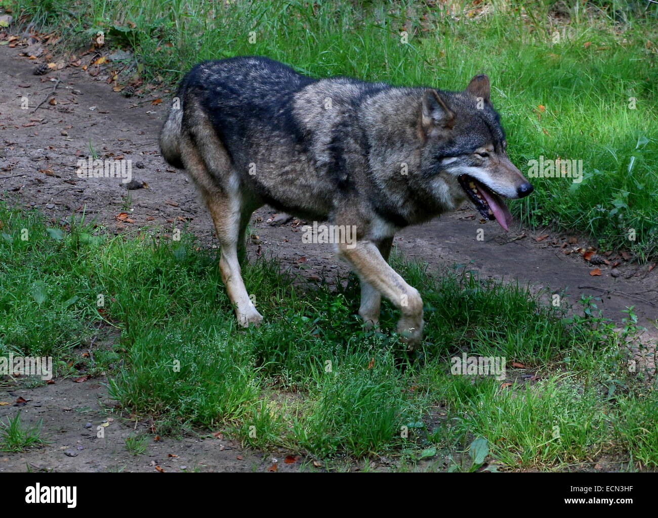 Eurasian Gray wolf (Canis lupus), walking by, tongue hanging out of his mouth Stock Photo