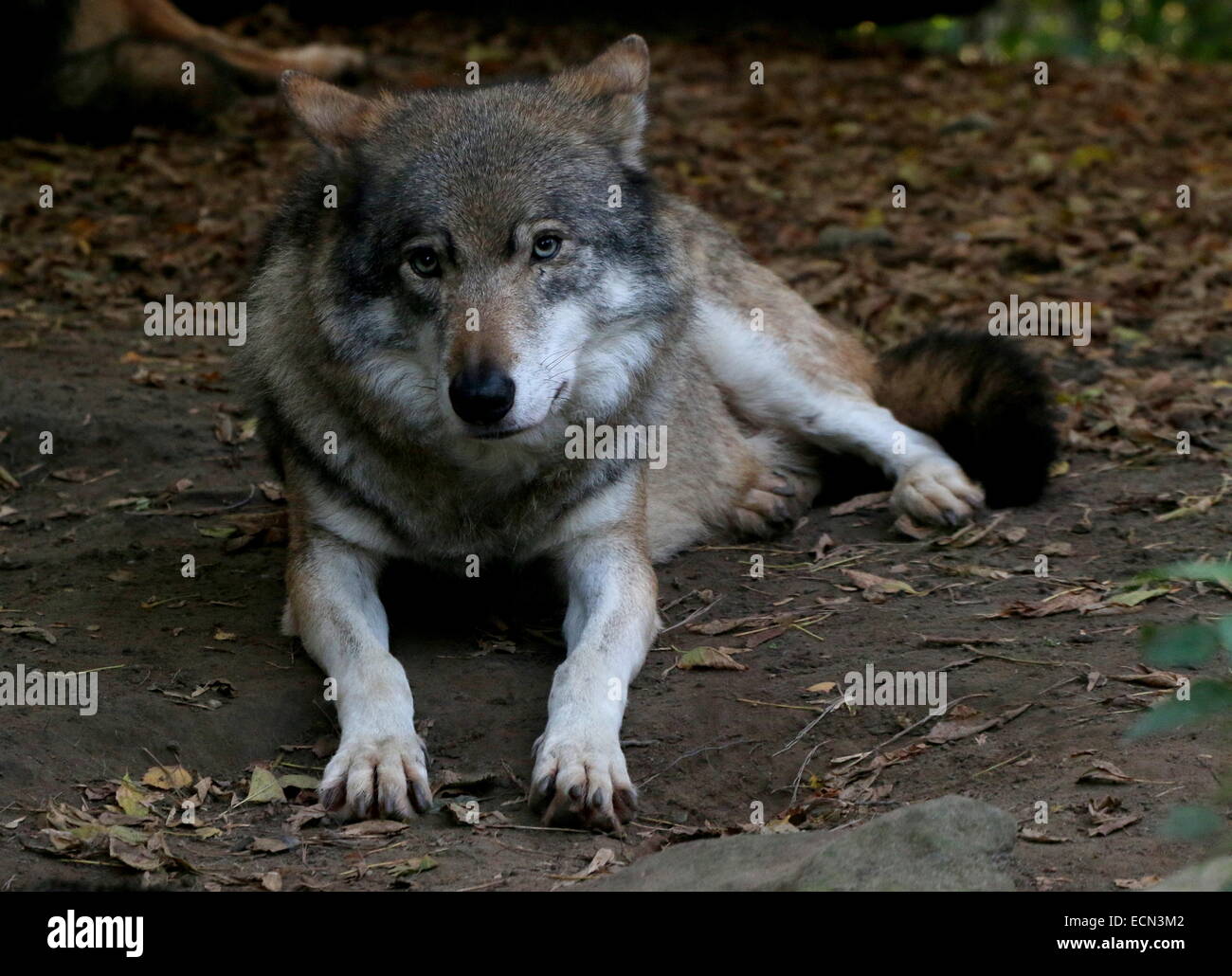 Eurasian Gray wolf (Canis lupus), close-up while resting, facing the camera Stock Photo