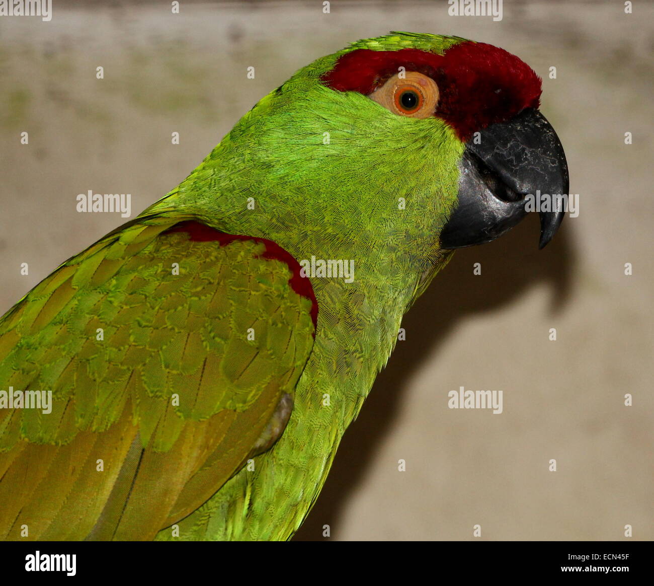 Mexican Thick-billed parrot (Rhynchopsitta pachyrhyncha), found primarily in the Sierra Madre Occidental mountain range Stock Photo