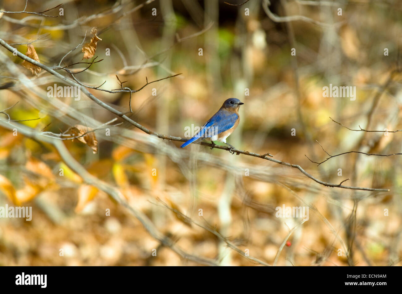 An Eastern bluebird sits perched on a tree branch. Stock Photo