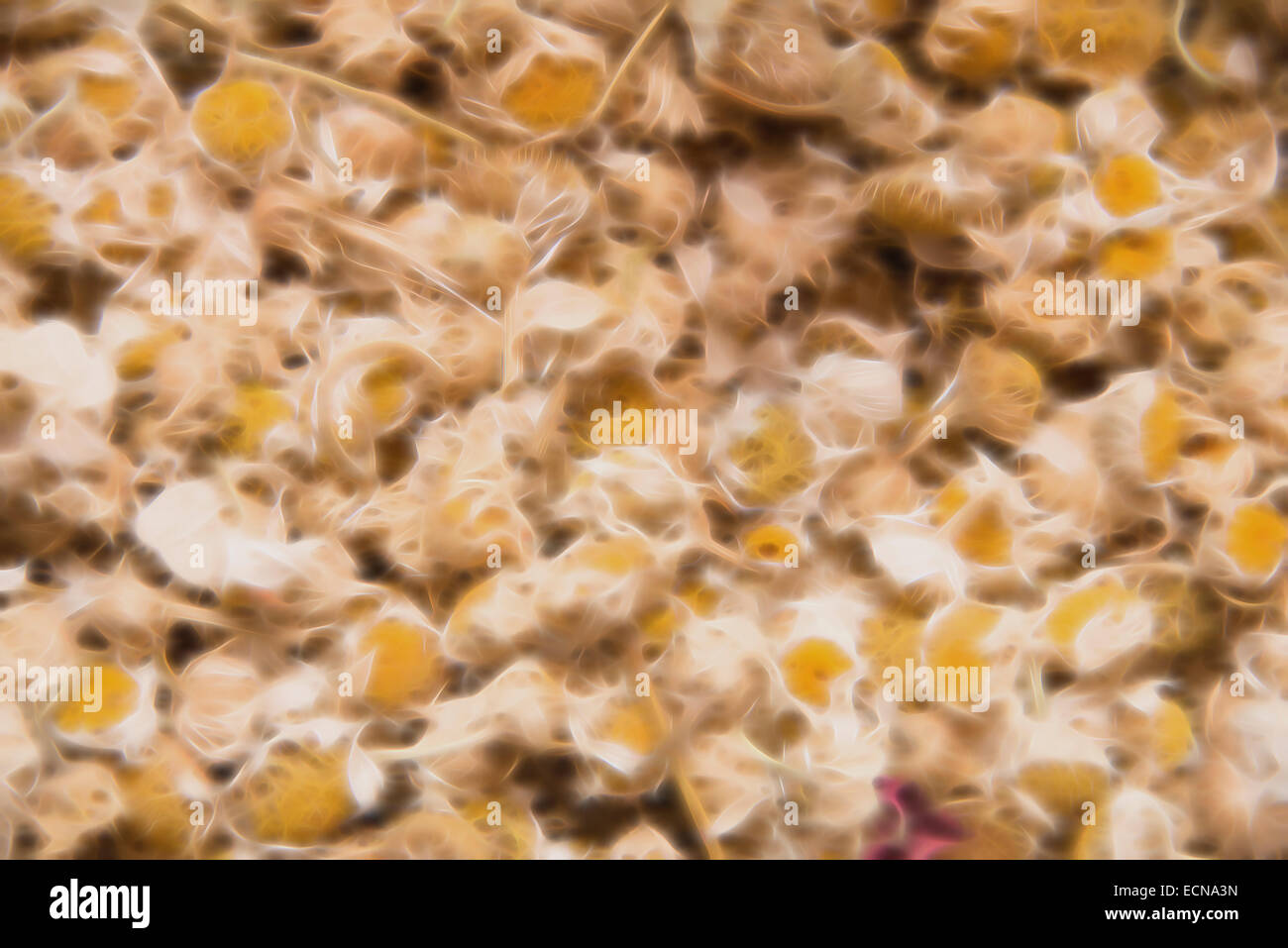 Soft abstract background image from a base image of dried flowers Stock Photo