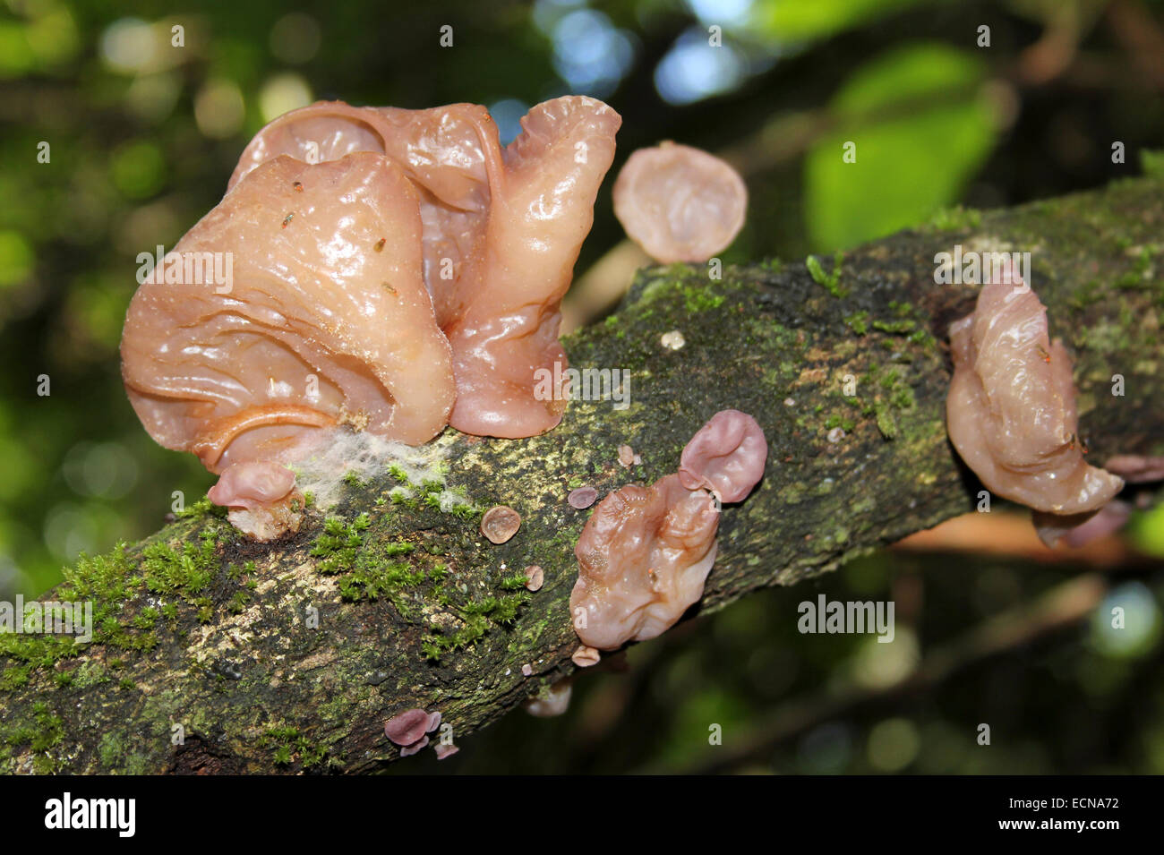 Belize Jelly Fungi Stock Photo