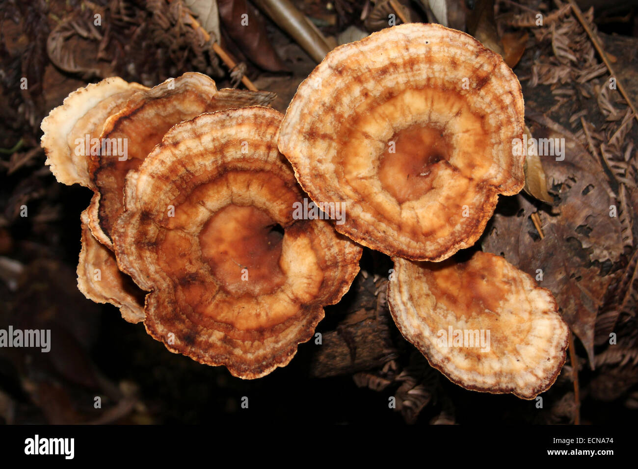 Belize Bracket Fungi Stock Photo