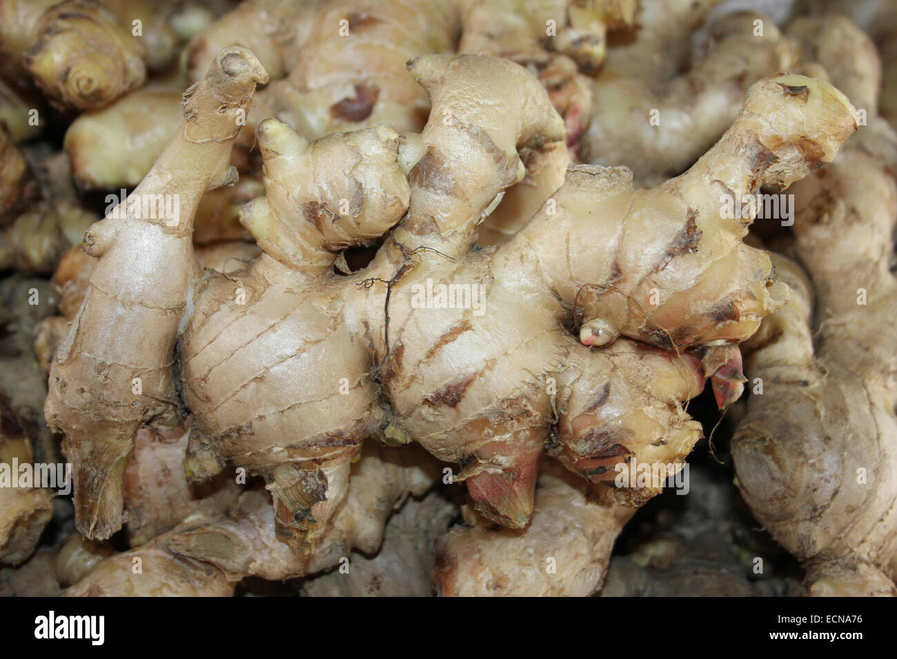 Ginger plant root hires stock photography and images Alamy