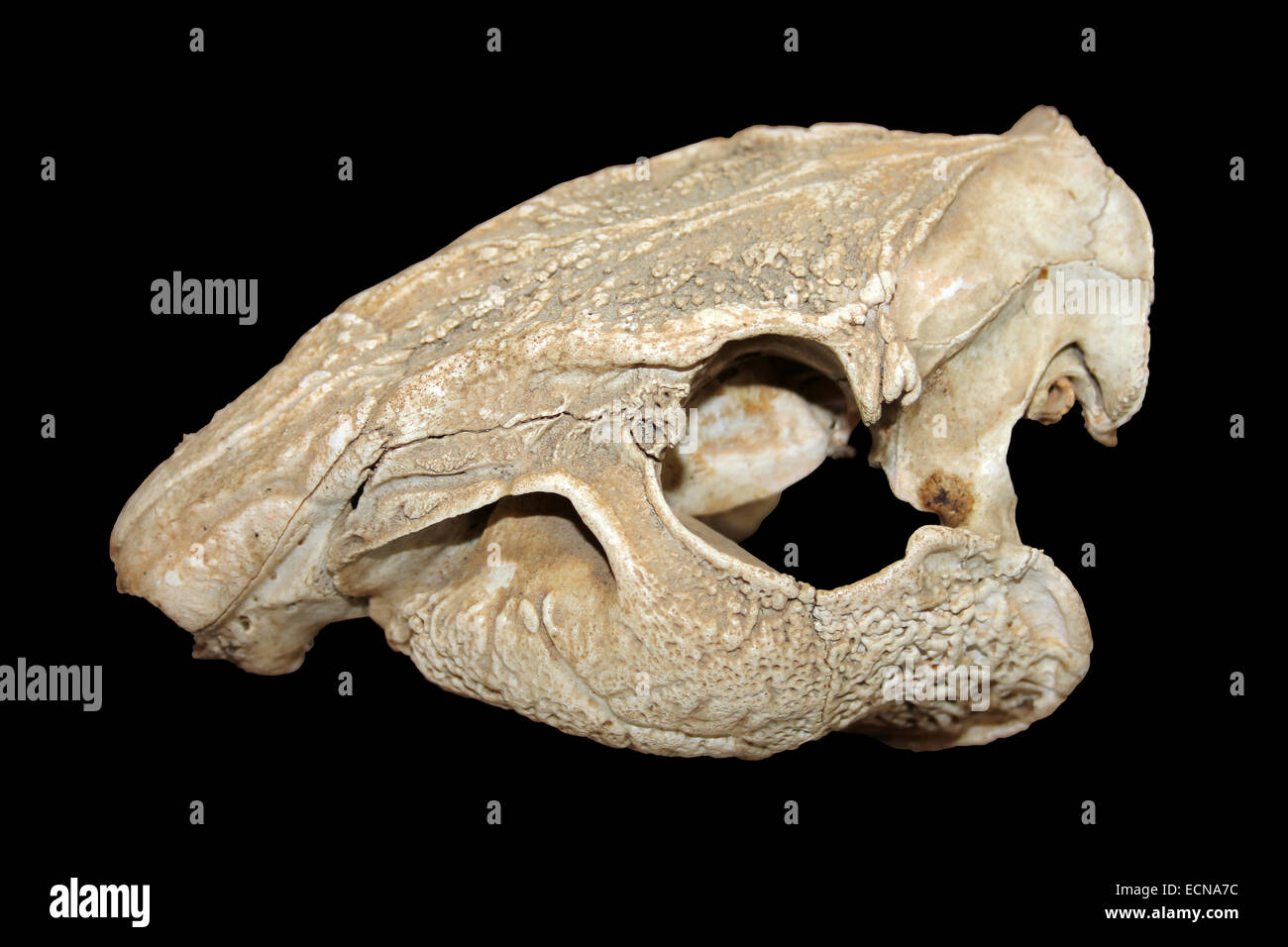 Lowland Paca Cuniculus paca Skull Stock Photo