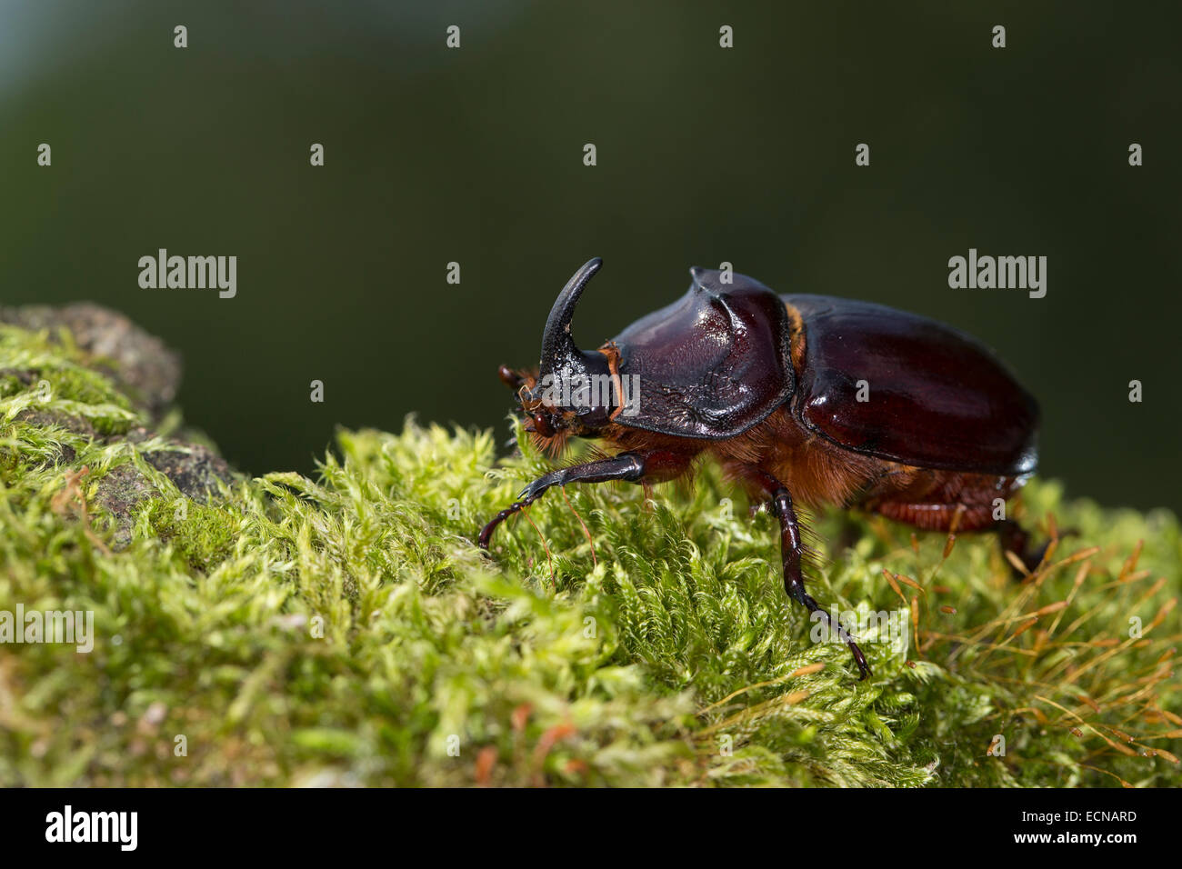 European rhinoceros beetle, Rhinoceros beetle, male, Nashornkäfer ...