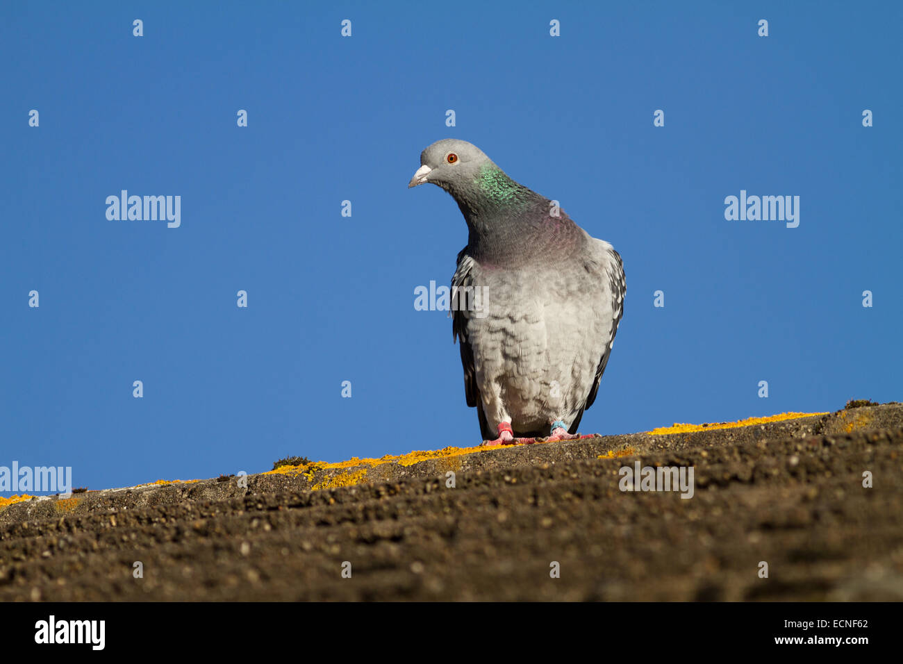 Pigeon on house roof against vivid bright blue sky in sunlight Stock Photo