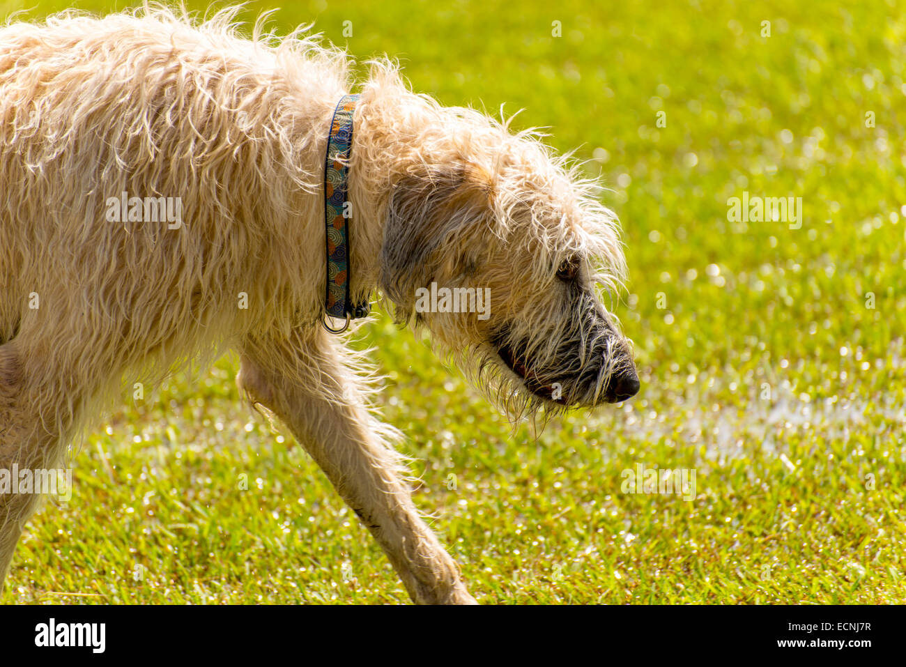 Dogs playing in a flooded, wet grass dog park Stock Photo Alamy