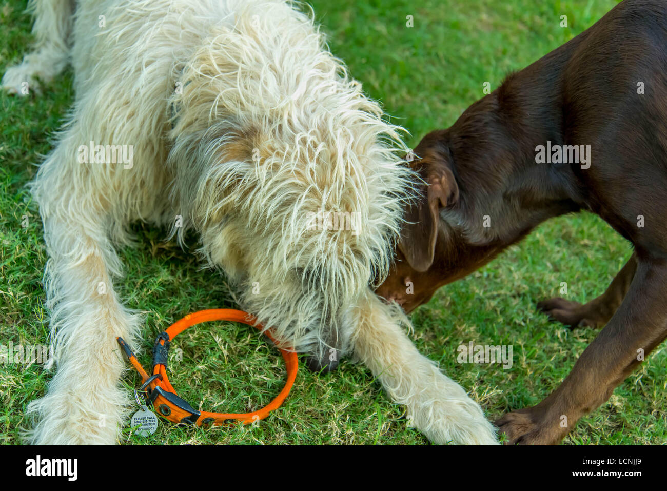 Irish wolfhound chocolate lab mix sale