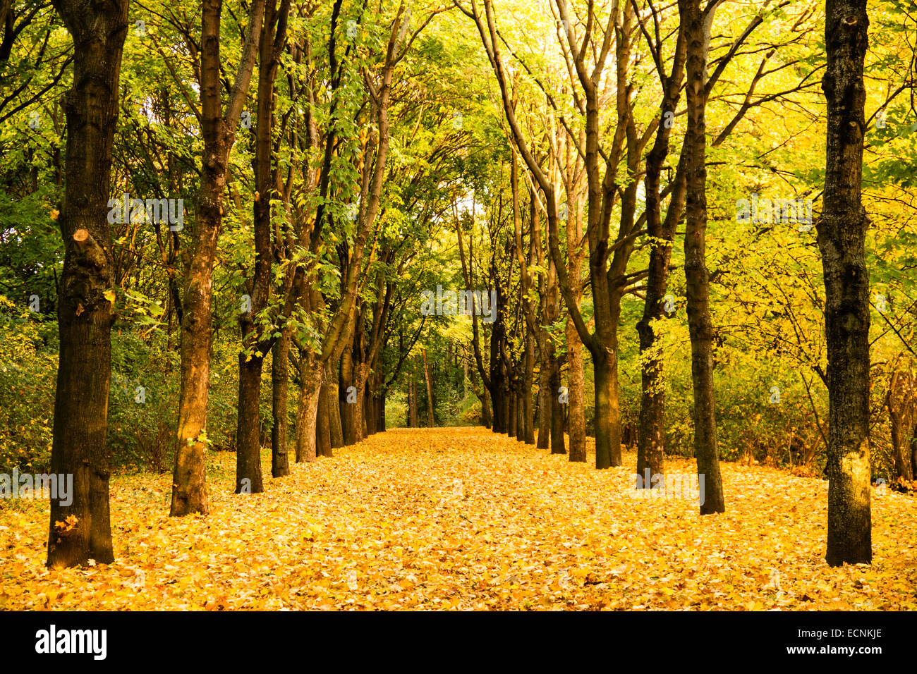 Alley in a park in early autumn Stock Photo - Alamy