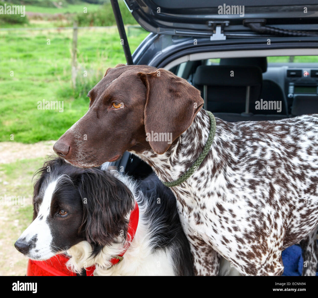 Two dogs, a Collie cross and a German short haired pointer in the back of a car waiting to be taken for a walk Stock Photo